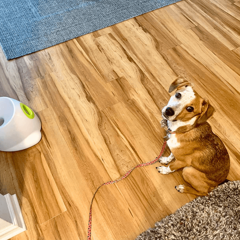 GoodPaw™ Premium Ball Launcher