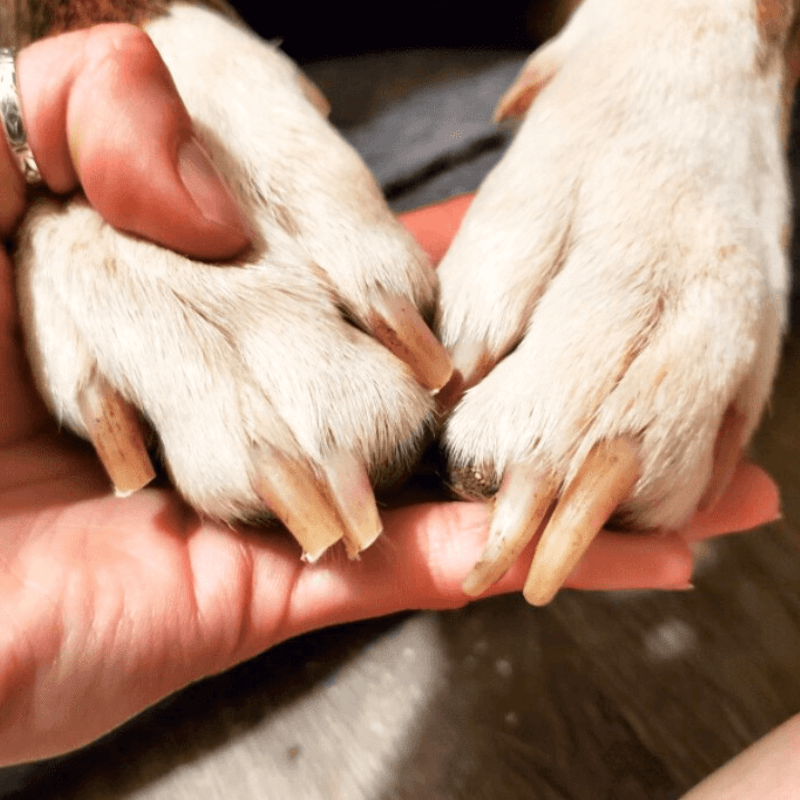 GoodPaw™ Electric Nail Grinder