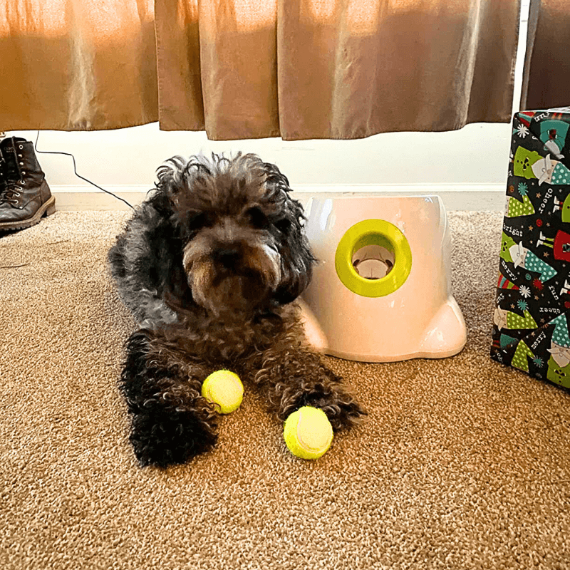 GoodPaw™ Premium Ball Launcher