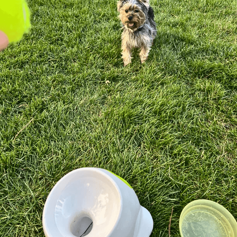 GoodPaw™ Premium Ball Launcher